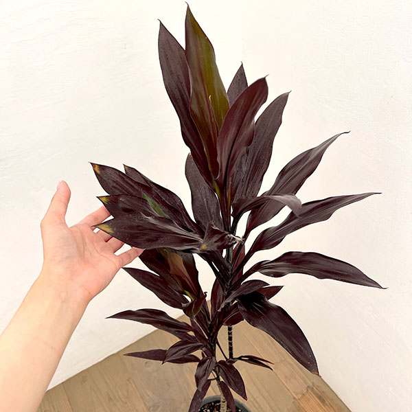 コルジリネ：カルバブラック　7号鉢植え
