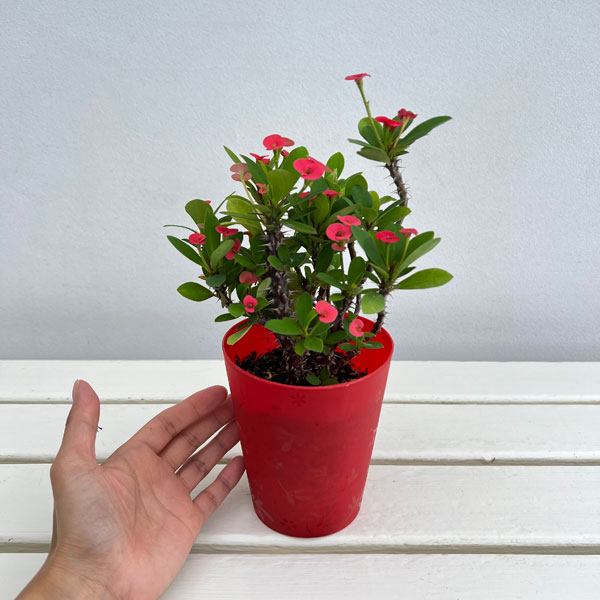 ハナキリン:レッド 4号鉢植え