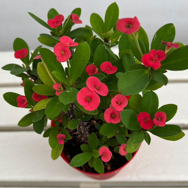 ハナキリン:レッド 4号鉢植え