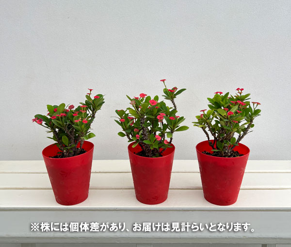 ハナキリン:レッド 4号鉢植え
