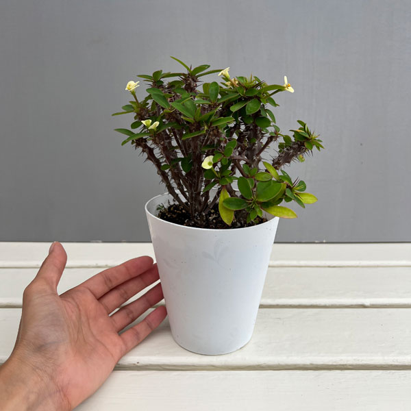 ハナキリン:ホワイト 4号鉢植え