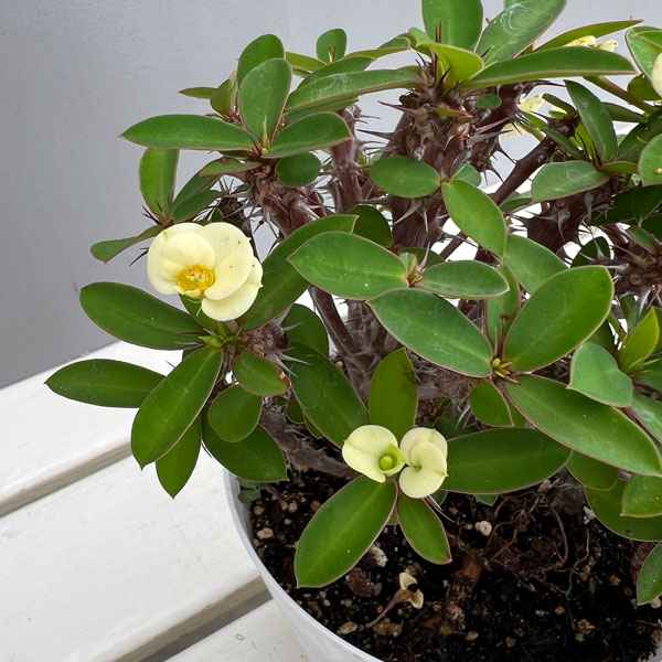 ハナキリン:ホワイト 4号鉢植え