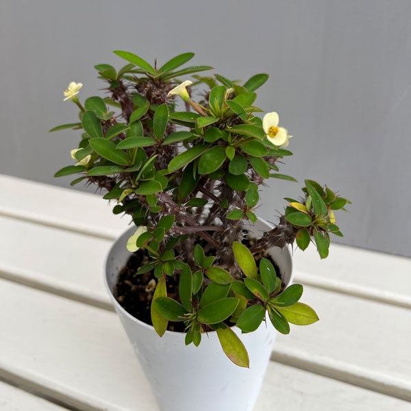 ハナキリン:ホワイト 4号鉢植え