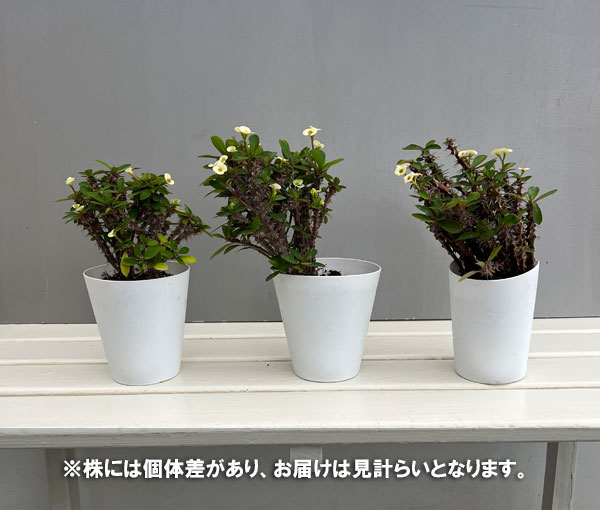 ハナキリン:ホワイト 4号鉢植え