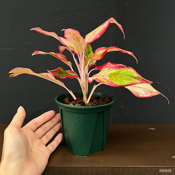 アグラオネマ:サイアム オレンジ 4号鉢植え