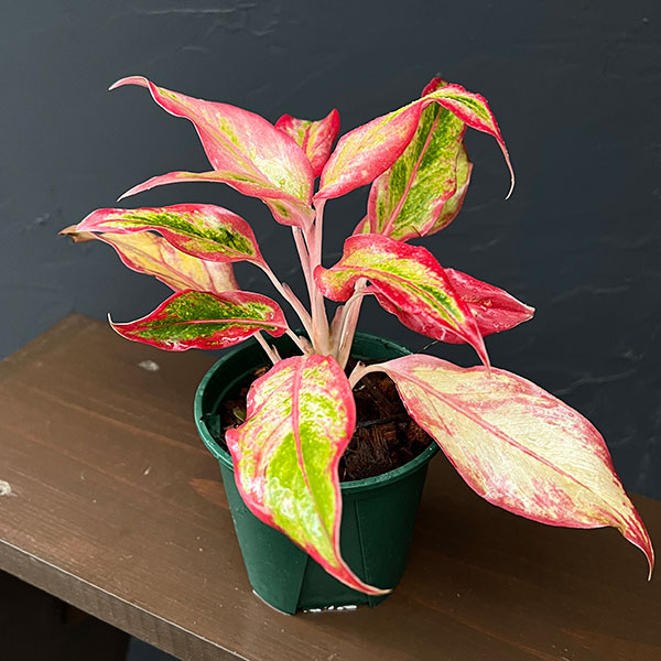 アグラオネマ:サイアム オレンジ 4号鉢植え