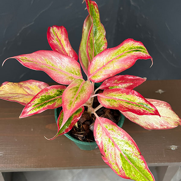アグラオネマ:サイアム オレンジ 4号鉢植え