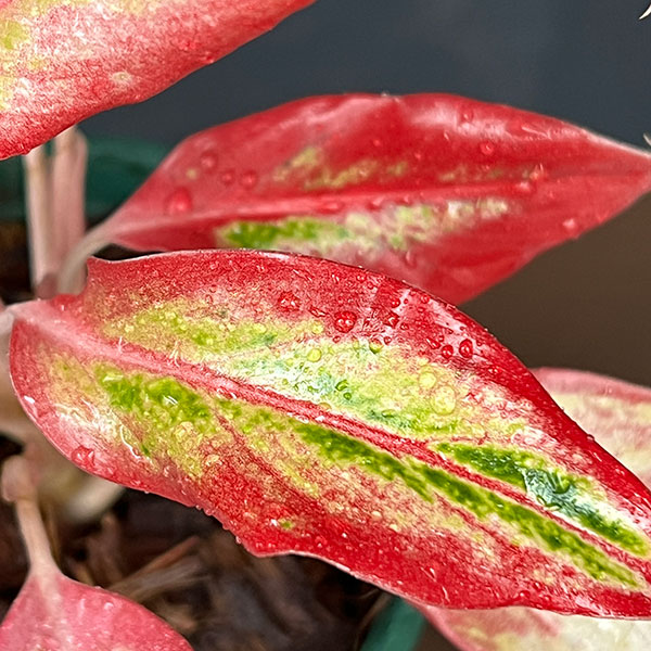 アグラオネマ:サイアム オレンジ 4号鉢植え