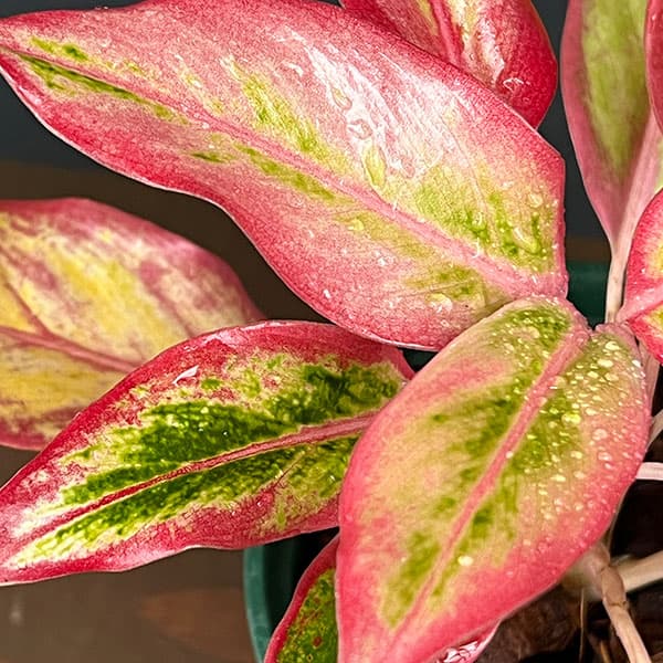 アグラオネマ:サイアム オレンジ 4号鉢植え
