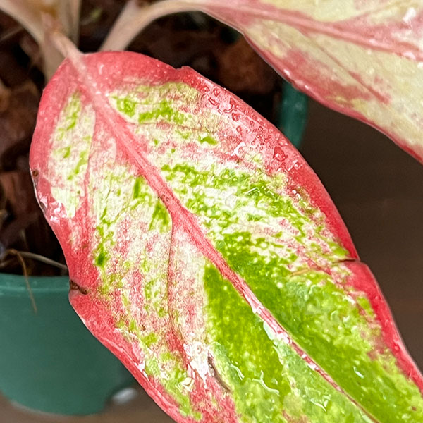 アグラオネマ:サイアム オレンジ 4号鉢植え