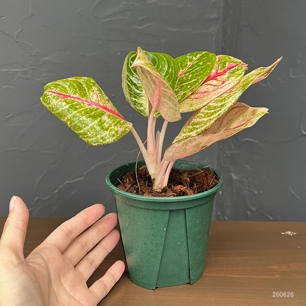 アグラオネマ:ピンクムーンライト 4号鉢植え