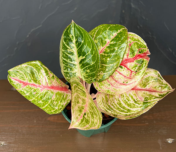 アグラオネマ:ピンクムーンライト 4号鉢植え