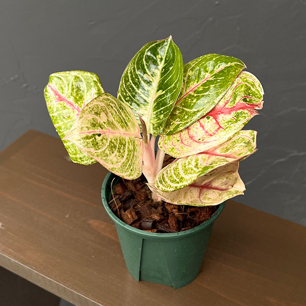 アグラオネマ:ピンクムーンライト 4号鉢植え