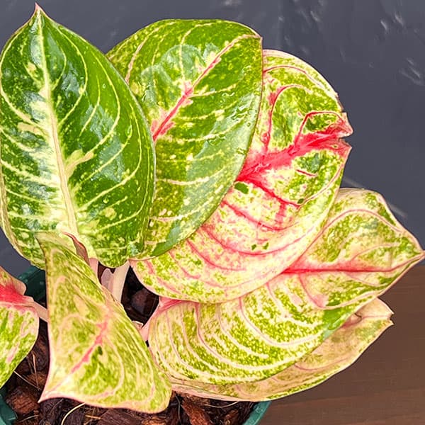 アグラオネマ:ピンクムーンライト 4号鉢植え
