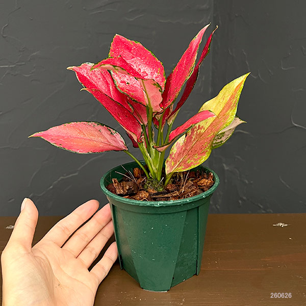 アグラオネマ:ルビーガルーダ 4号鉢植え