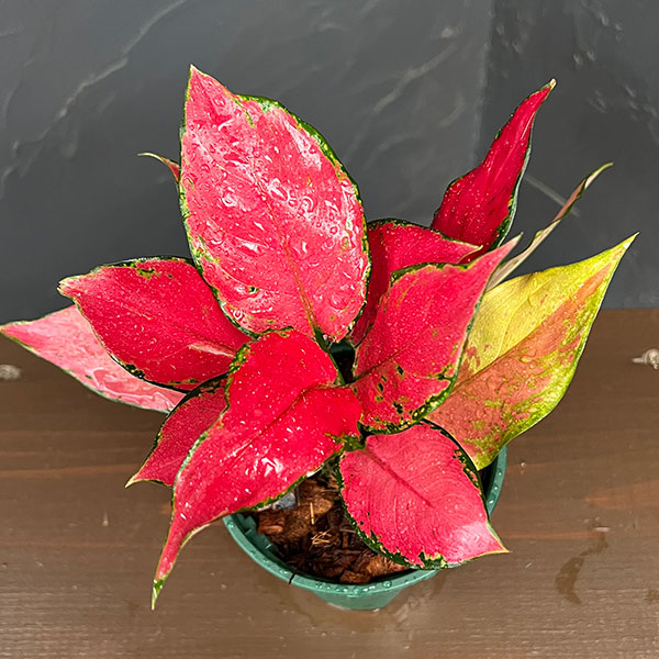 アグラオネマ:ルビーガルーダ 4号鉢植え