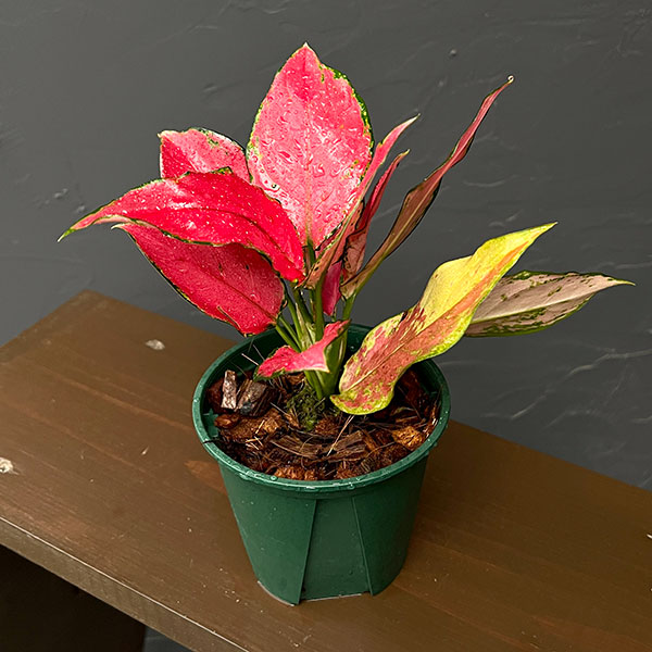 アグラオネマ:ルビーガルーダ 4号鉢植え