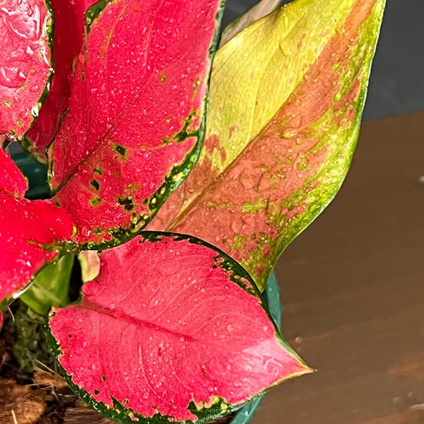 アグラオネマ:ルビーガルーダ 4号鉢植え