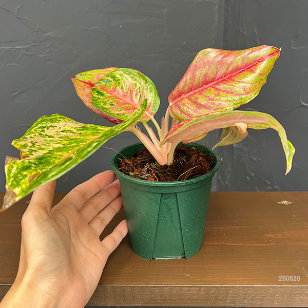アグラオネマ:プラカイペット 4号鉢植え