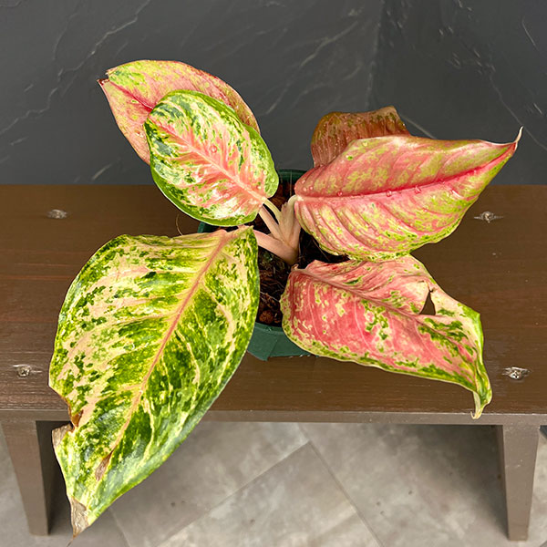 アグラオネマ:プラカイペット 4号鉢植え