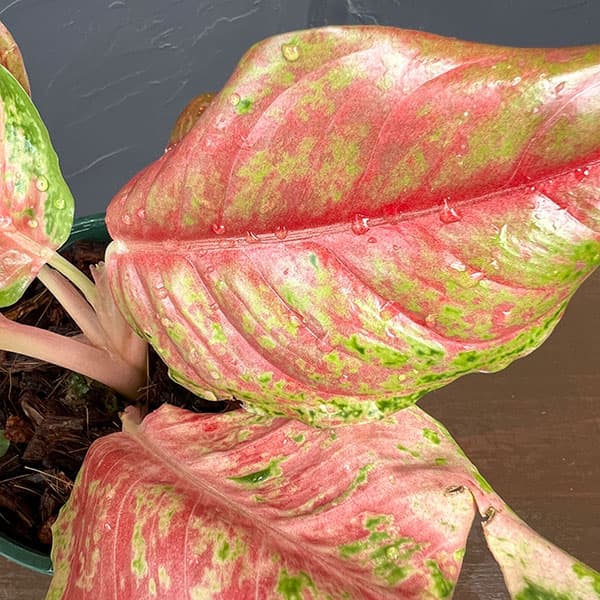 アグラオネマ:プラカイペット 4号鉢植え