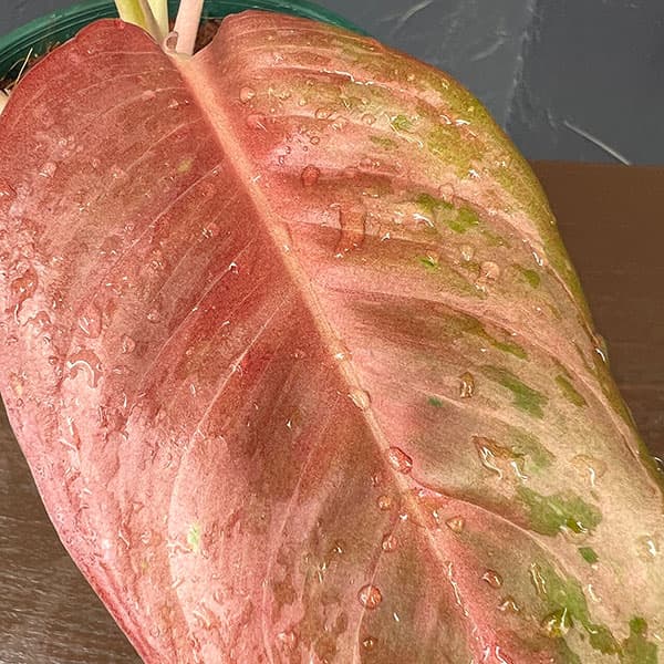 アグラオネマ:プラカイペット 4号鉢植え