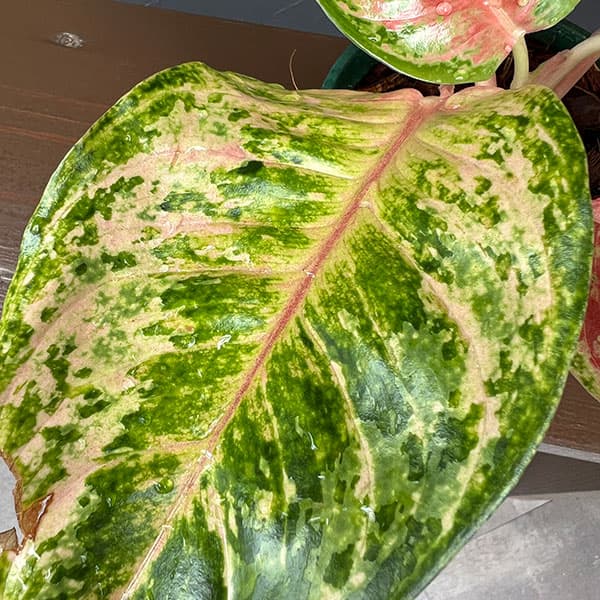アグラオネマ:プラカイペット 4号鉢植え