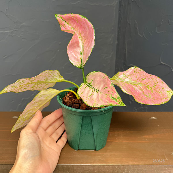 アグラオネマ:トリペット 4号鉢植え