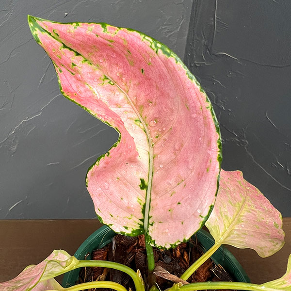 アグラオネマ:トリペット 4号鉢植え