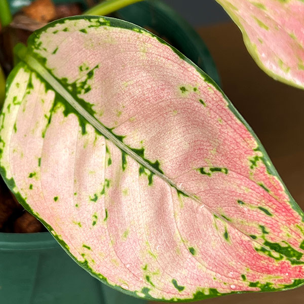 アグラオネマ:トリペット 4号鉢植え