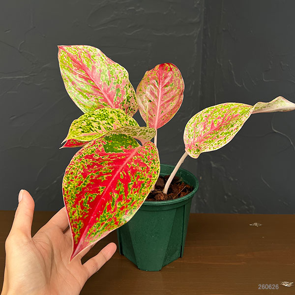 アグラオネマ:ラクサブ レッド 4号鉢植え