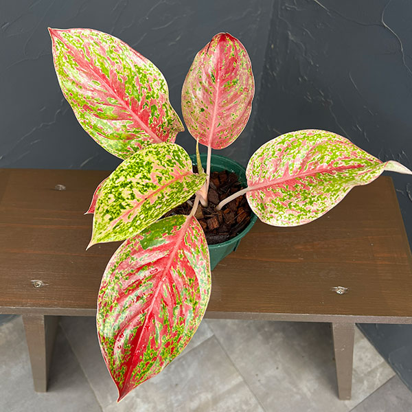 アグラオネマ:ラクサブ レッド 4号鉢植え