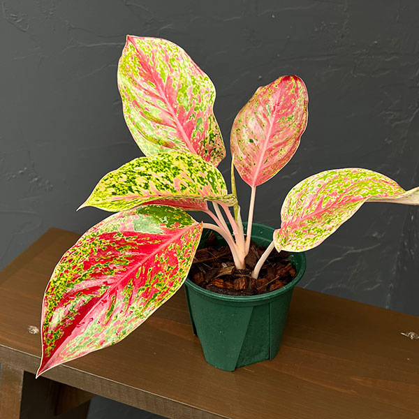 アグラオネマ:ラクサブ レッド 4号鉢植え