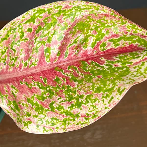 アグラオネマ:ラクサブ レッド 4号鉢植え