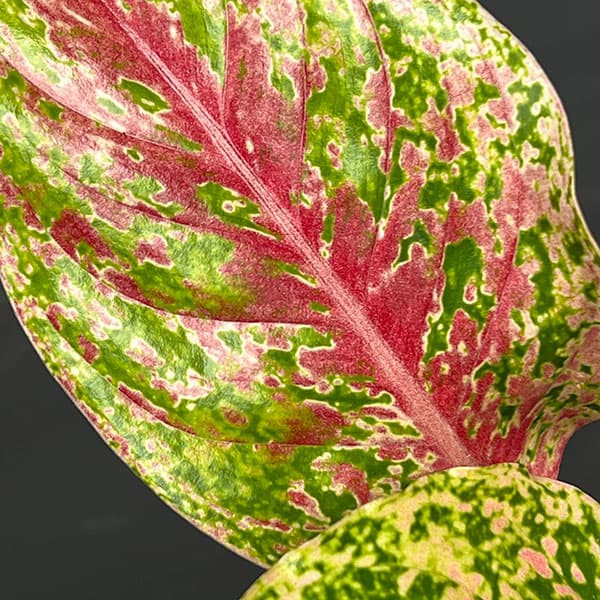 アグラオネマ:ラクサブ レッド 4号鉢植え