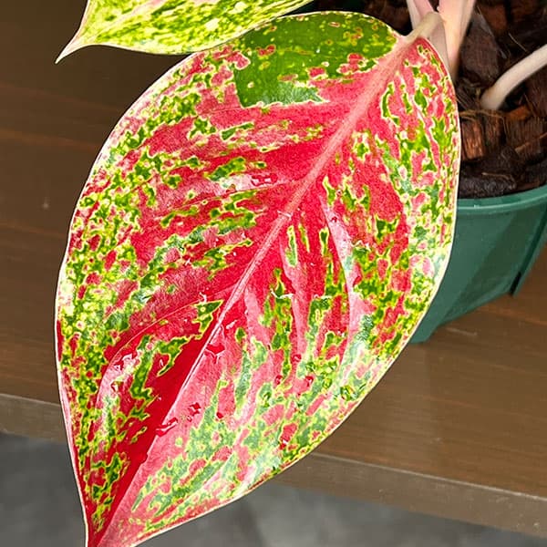 アグラオネマ:ラクサブ レッド 4号鉢植え