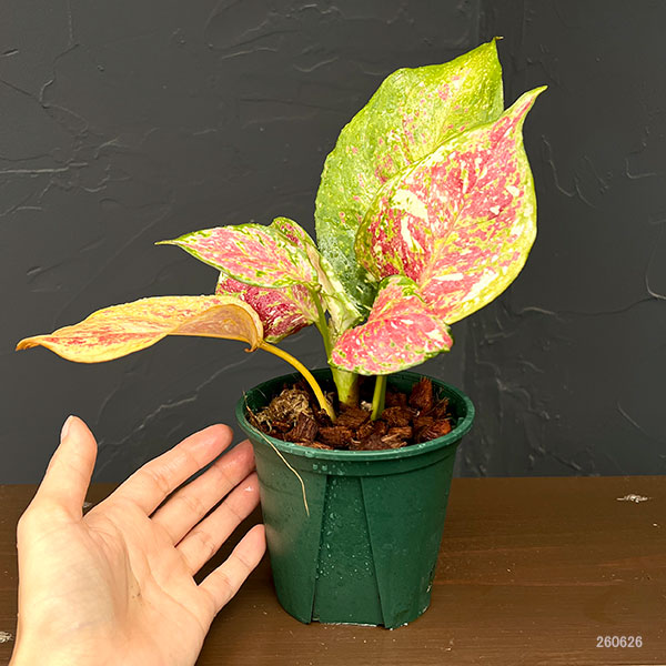 アグラオネマ:トリカラー 4号鉢植え