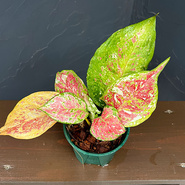 アグラオネマ:トリカラー 4号鉢植え