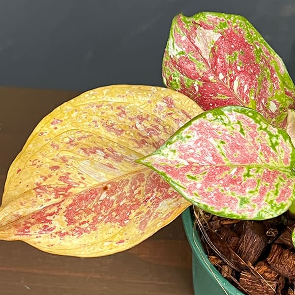 アグラオネマ:トリカラー 4号鉢植え