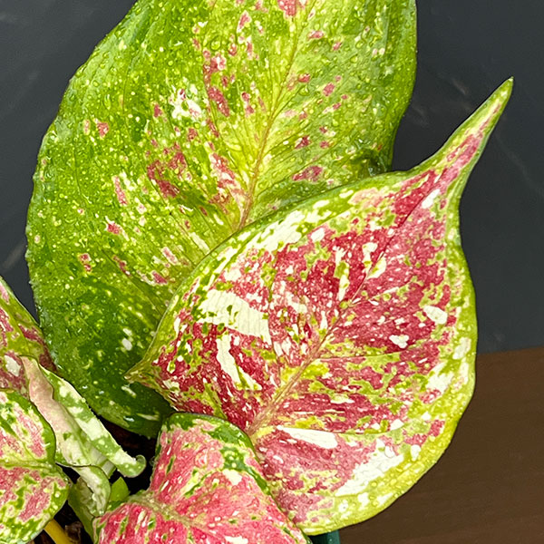 アグラオネマ:トリカラー 4号鉢植え
