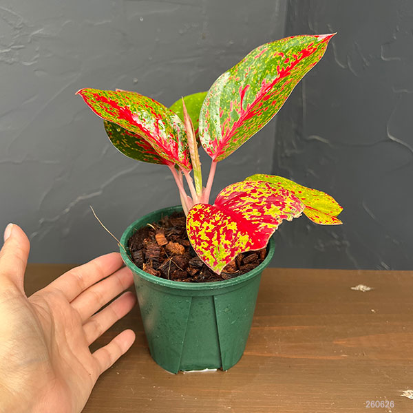 アグラオネマ:レッドスターダスト 4号鉢植え