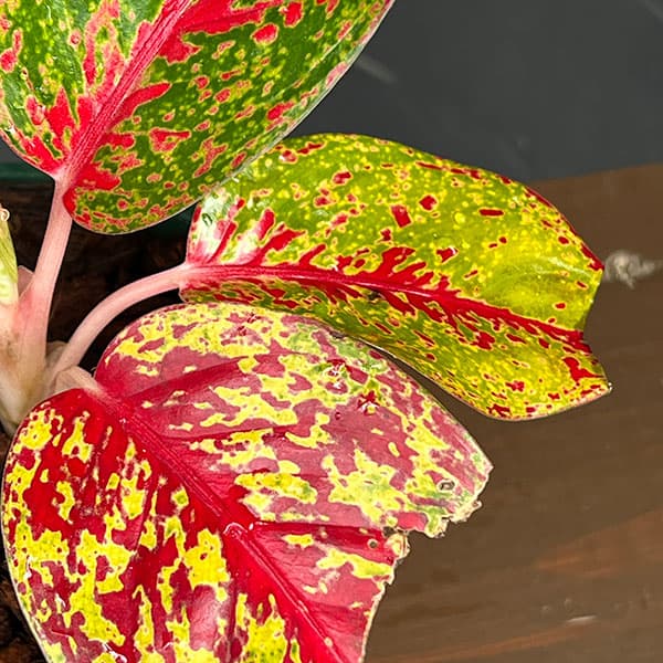 アグラオネマ:レッドスターダスト 4号鉢植え
