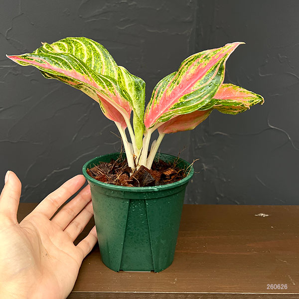 アグラオネマ:ピンク パナマ 4号鉢植え