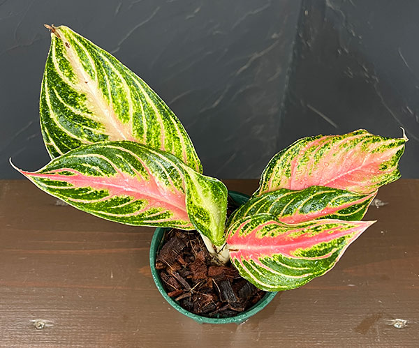 アグラオネマ:ピンク パナマ 4号鉢植え
