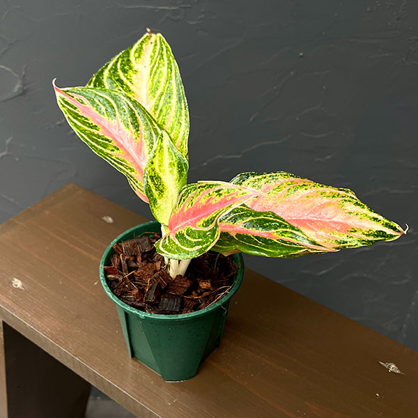 アグラオネマ:ピンク パナマ 4号鉢植え