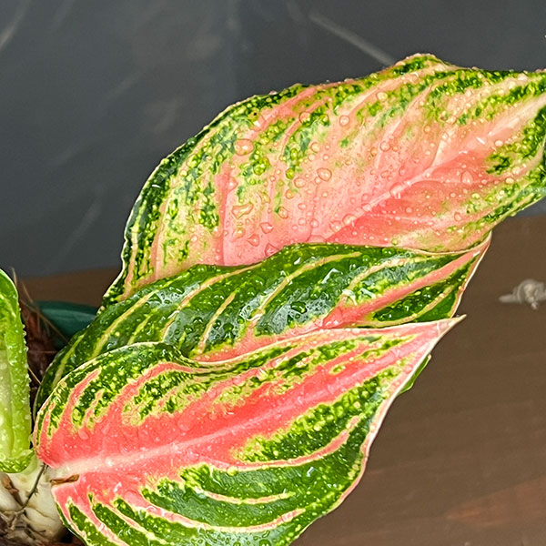 アグラオネマ:ピンク パナマ 4号鉢植え