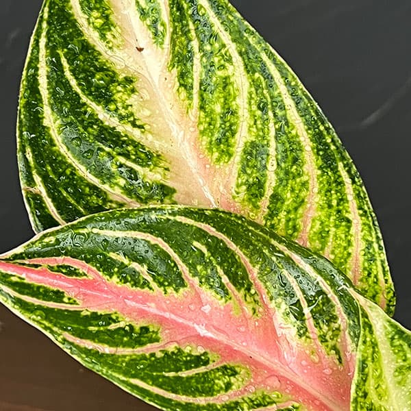 アグラオネマ:ピンク パナマ 4号鉢植え