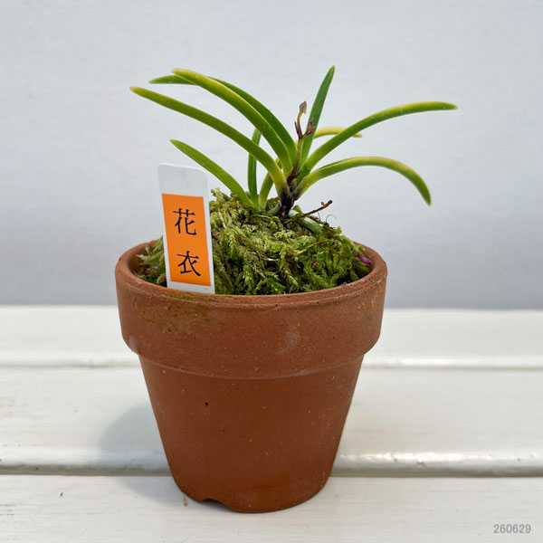 富貴蘭:斑入り系(縞斑・覆輪等見計らい)2.5号素焼き鉢植え
