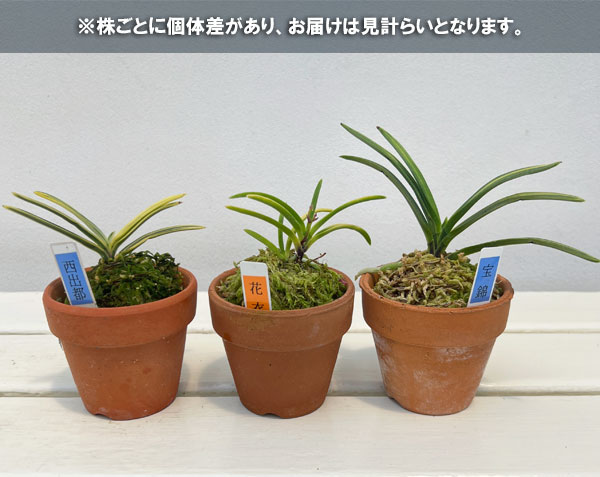 富貴蘭:斑入り系(縞斑・覆輪等見計らい)2.5号素焼き鉢植え