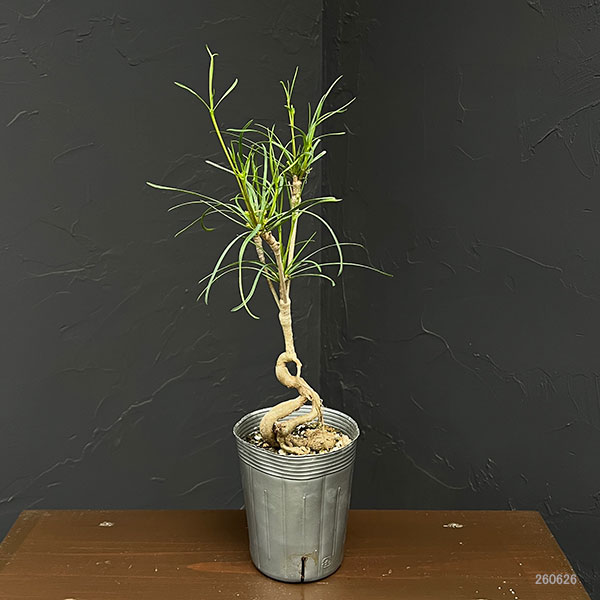 ユーフォルビア:ヘディオトイデス 3.5号鉢植え